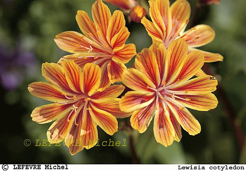 130 Lewisia cotyledon.jpg - Lewisia cotyledon - Montagnes Rocheuses